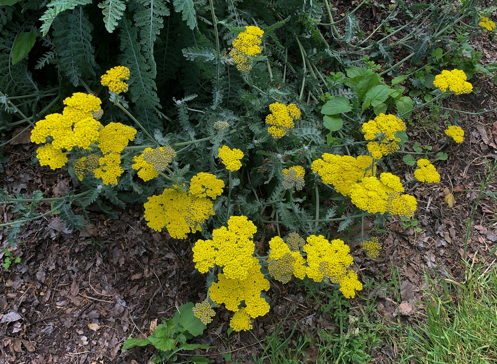 Solve Yarrow Achillea Jigsaw Puzzle Online With 130 Pieces