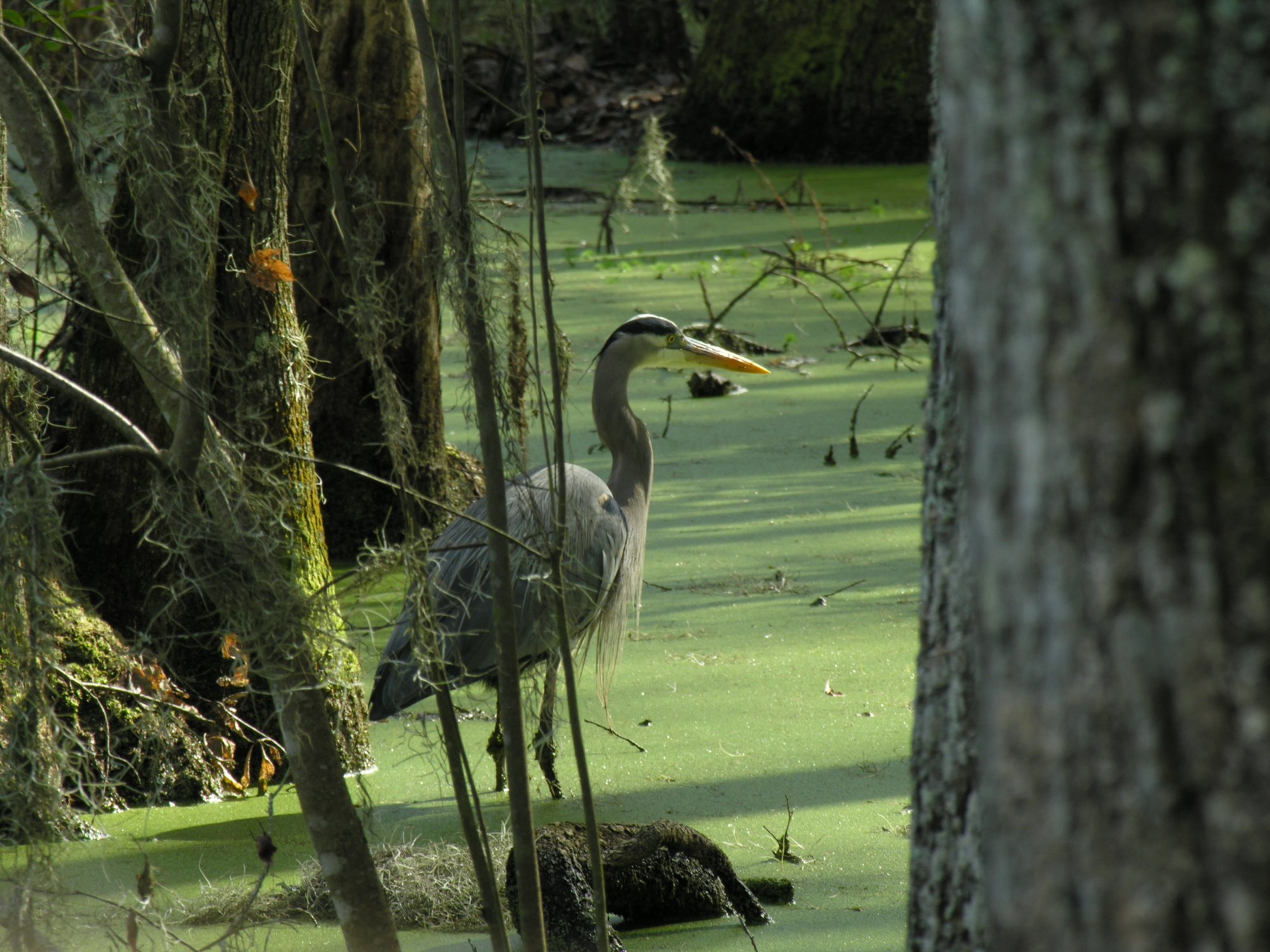 Solve Great Blue Heron Dinner Time jigsaw puzzle online with 130 pieces