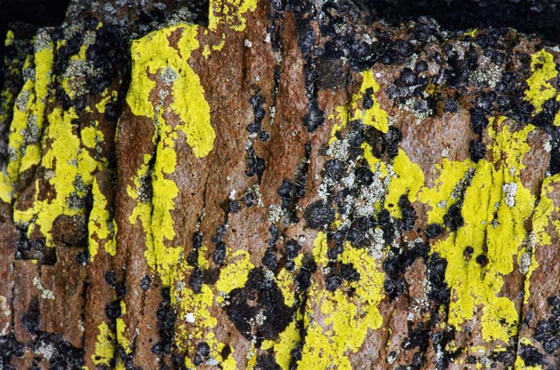 Solve lichens jigsaw puzzle online with 117 pieces