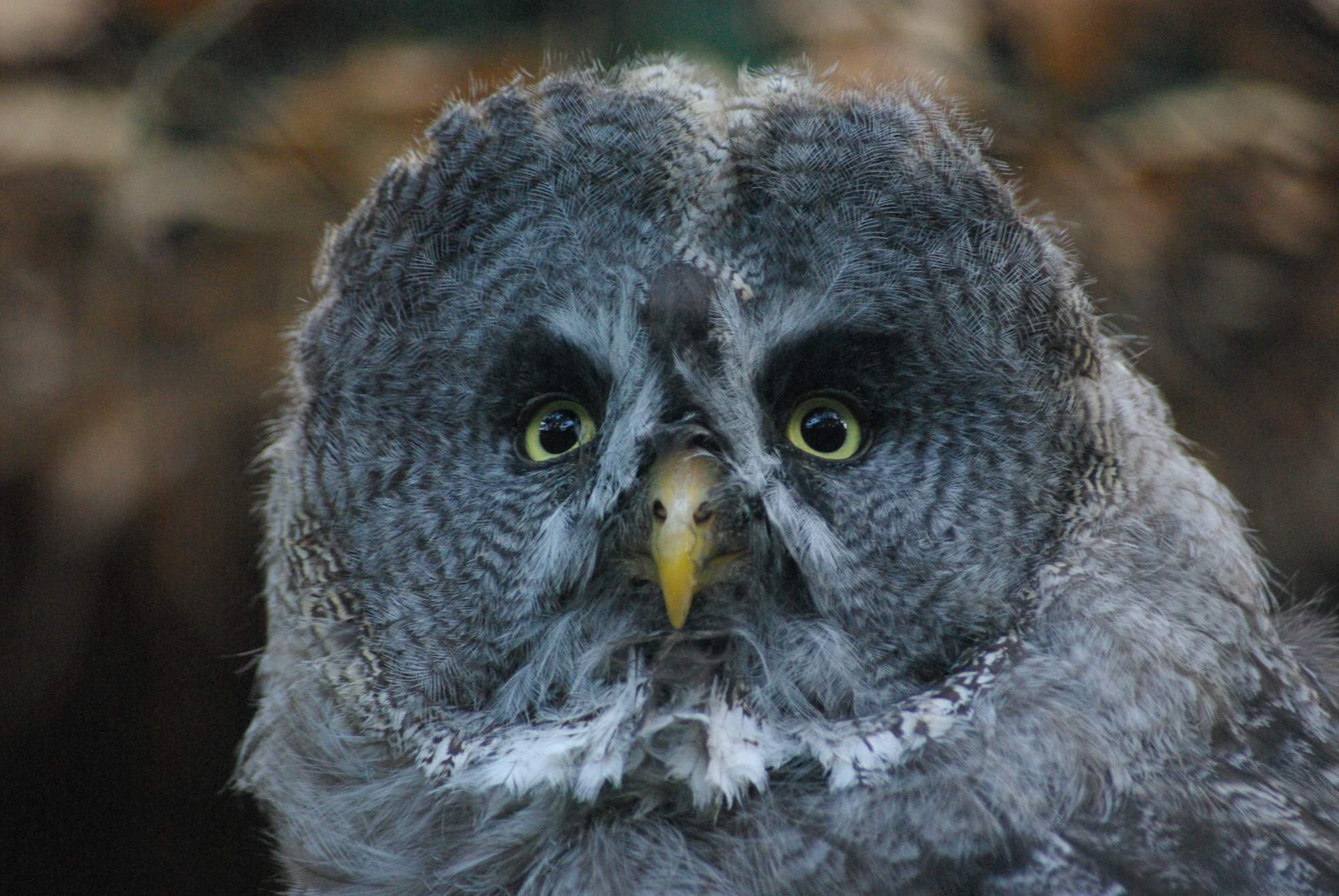 Solve VPR-Bartkauz jigsaw puzzle online with 532 pieces