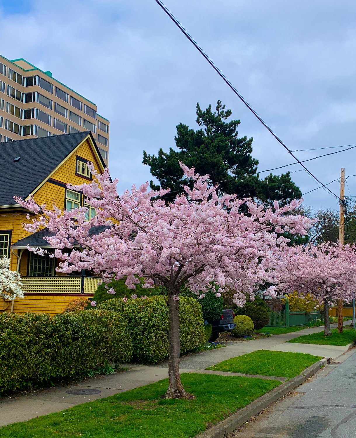 Solve It's cherry blossom time in Victoria BC. jigsaw puzzle online