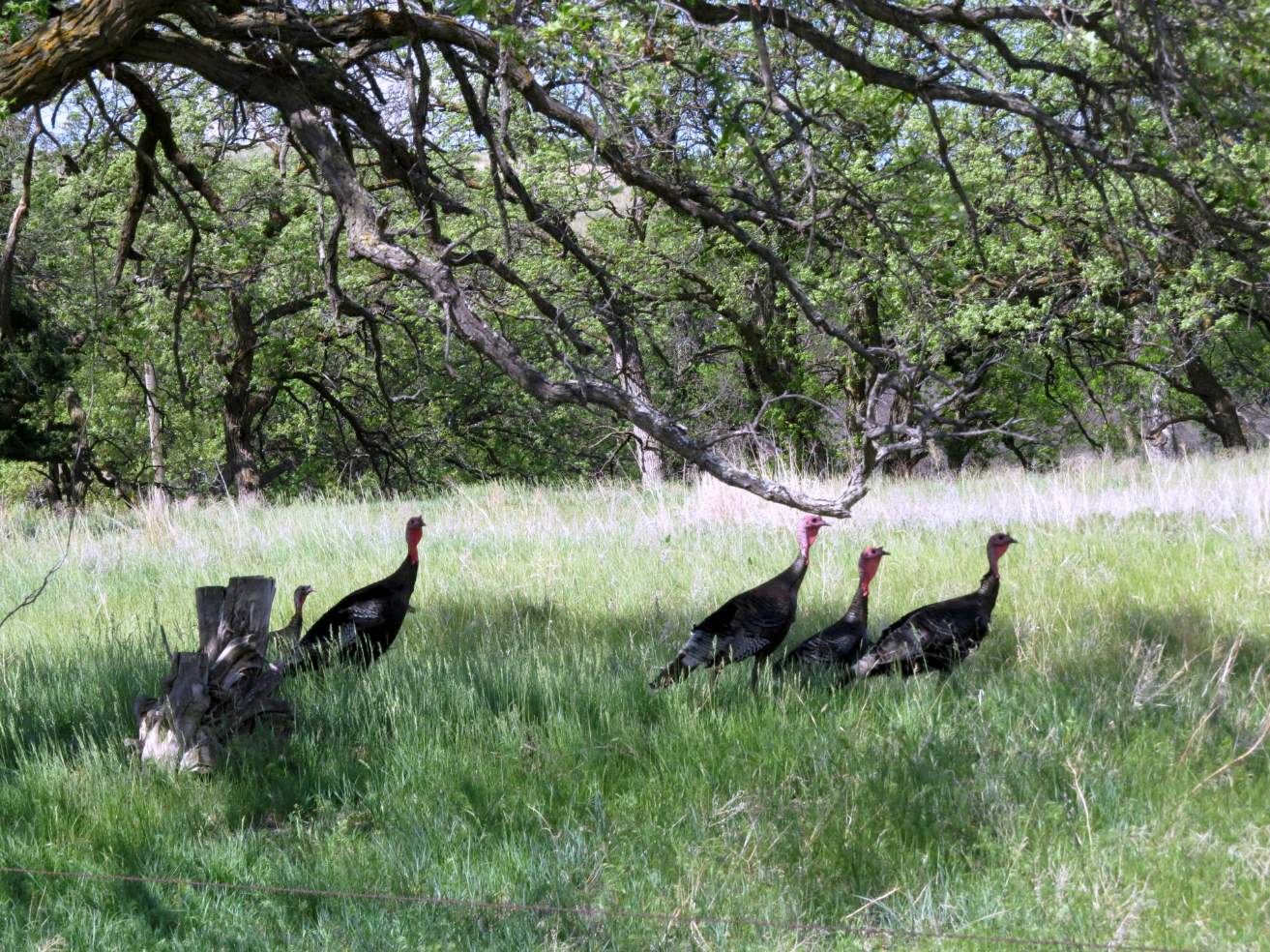 Solve Bunch of Turkeys Hanging Out jigsaw puzzle online with 30 pieces