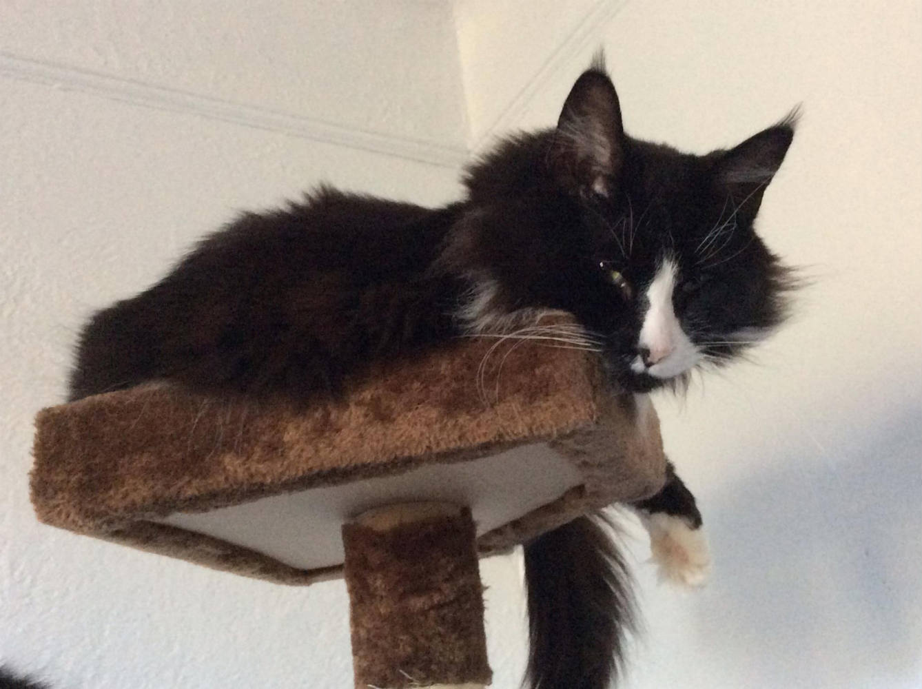 Solve Dexter remains Too Big For The Cat Tree. jigsaw puzzle online