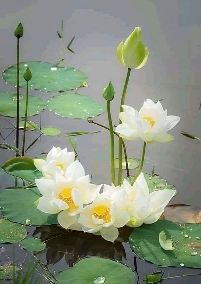 Jigsaw Puzzle 192 pieces Floating Water Lilies Jigidi