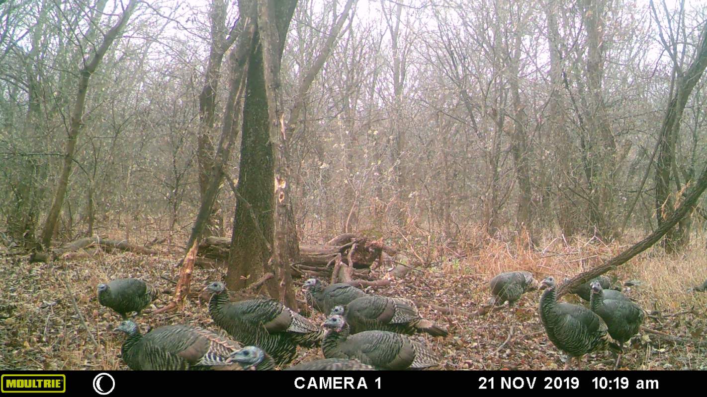 Solve Wild Turkey, Oklahoma, USA jigsaw puzzle online with 28 pieces