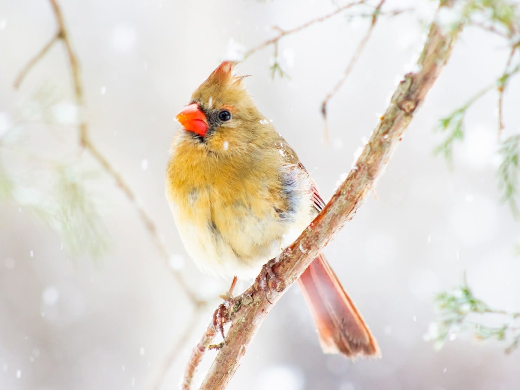 Solve Cardinal, female (Appalachian Birds) large jigsaw puzzle online ...