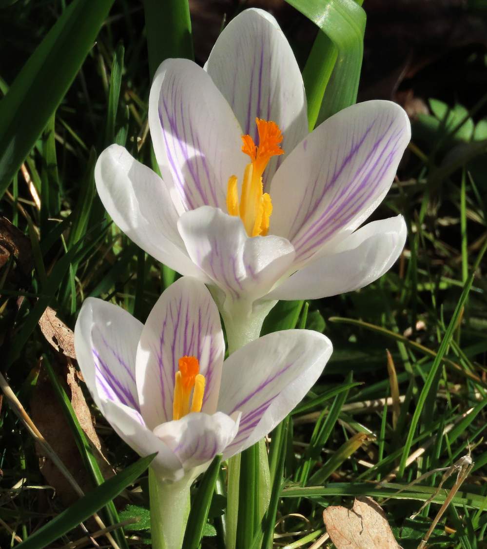 Solve crocuses jigsaw puzzle online with 56 pieces