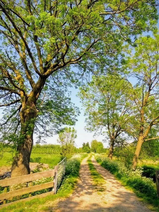 Solve Two lane dirt path with fence to protect the tree jigsaw puzzle ...