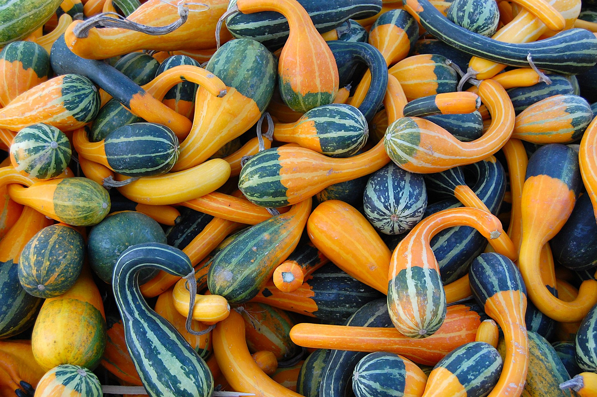 Jigsaw Puzzle 70 pieces Ornamental Gourds 1 Jigidi Jigsaw Puzzle 70 pieces Ornamental Gourds 1 Jigidi