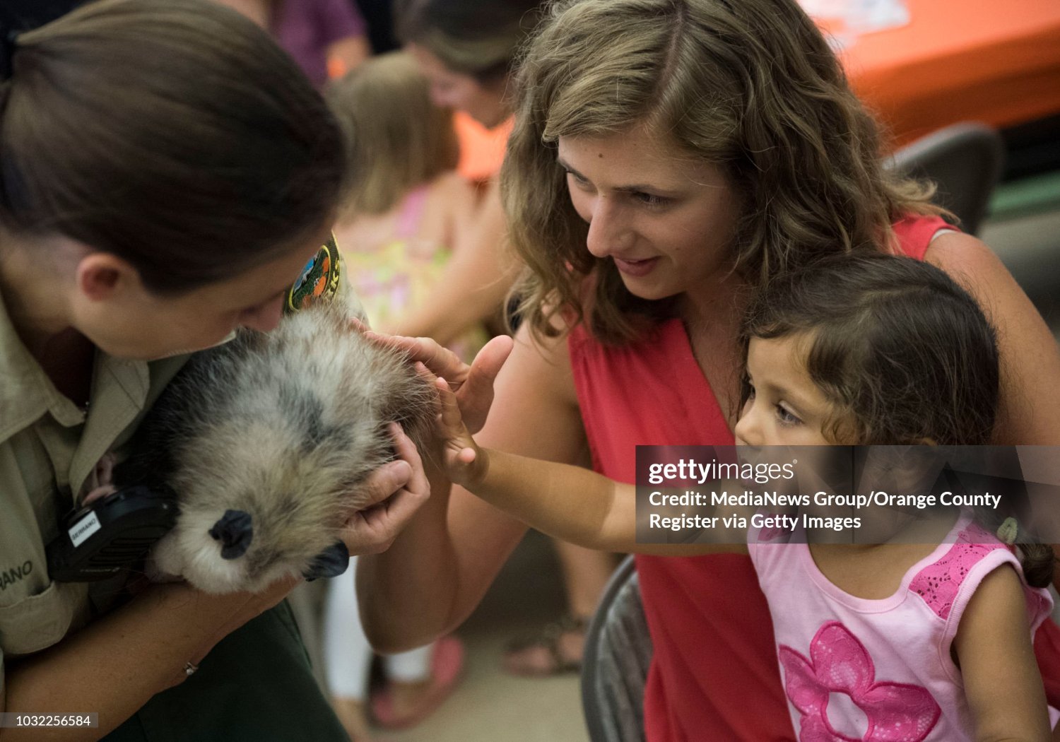 Solve Petting a possum for the first, but not last, time jigsaw puzzle