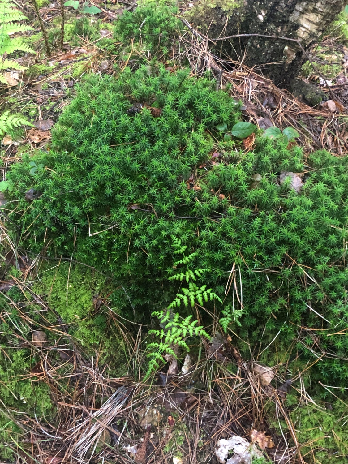 solve-young-bracken-and-star-moss-jigsaw-puzzle-online-with-99-pieces