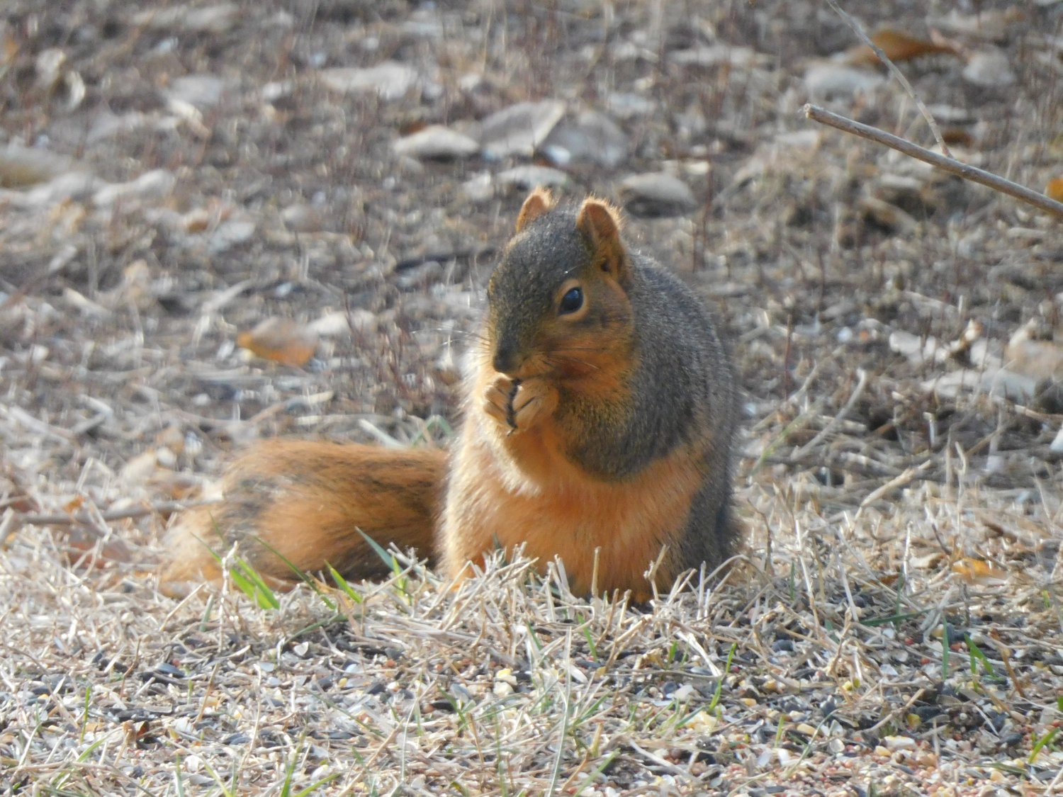 Solve Kansas Squirrel jigsaw puzzle online with 35 pieces