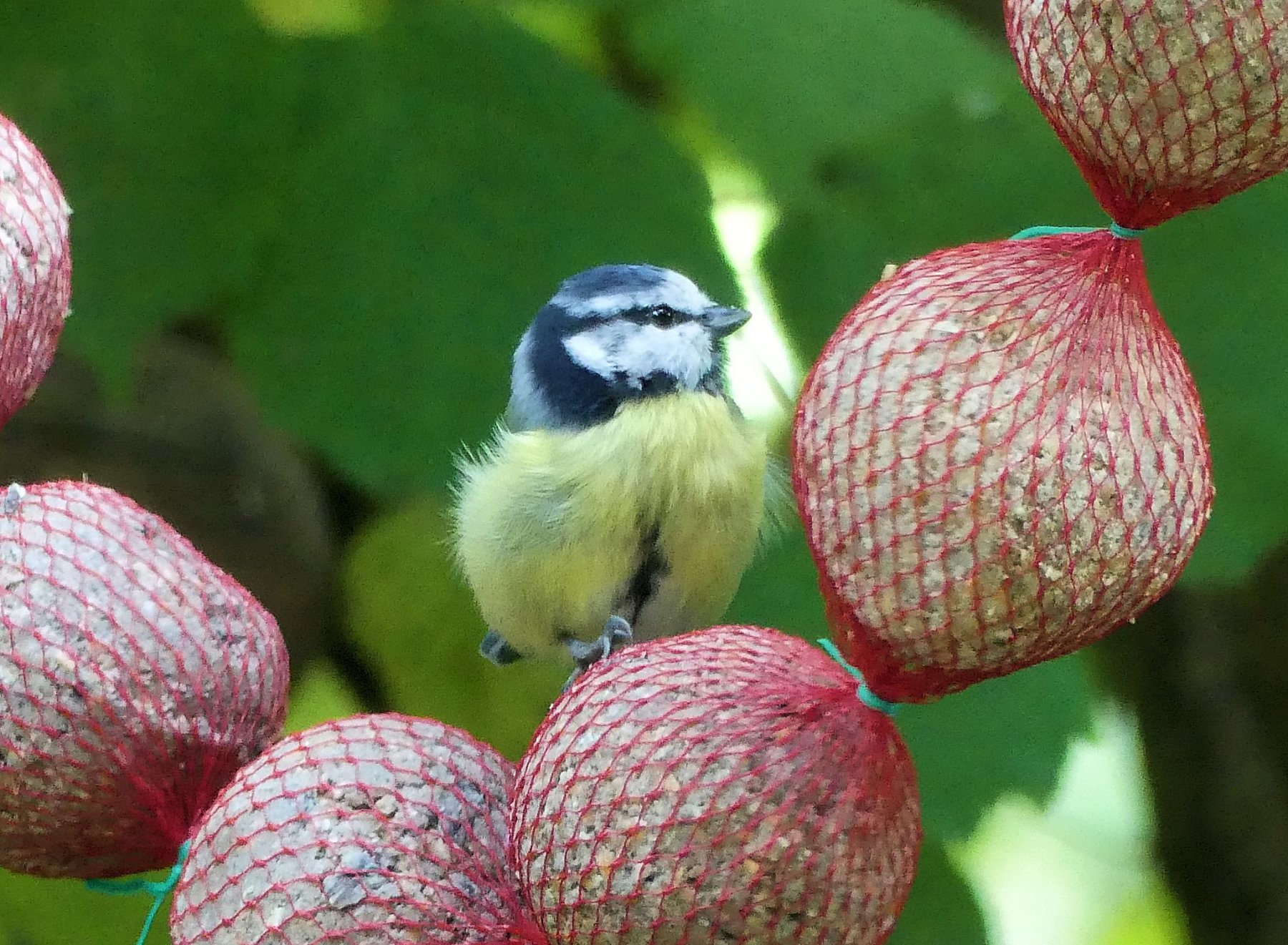 Solve replacement jigsaw puzzle online with 63 pieces