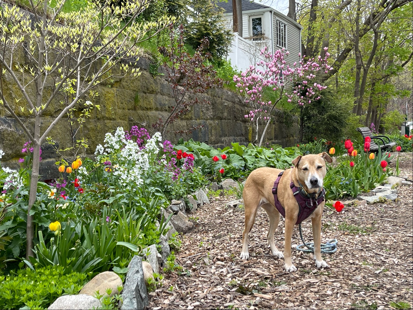 Solve Ruby on the Clipper City Rail Trail, Newburyport jigsaw puzzle