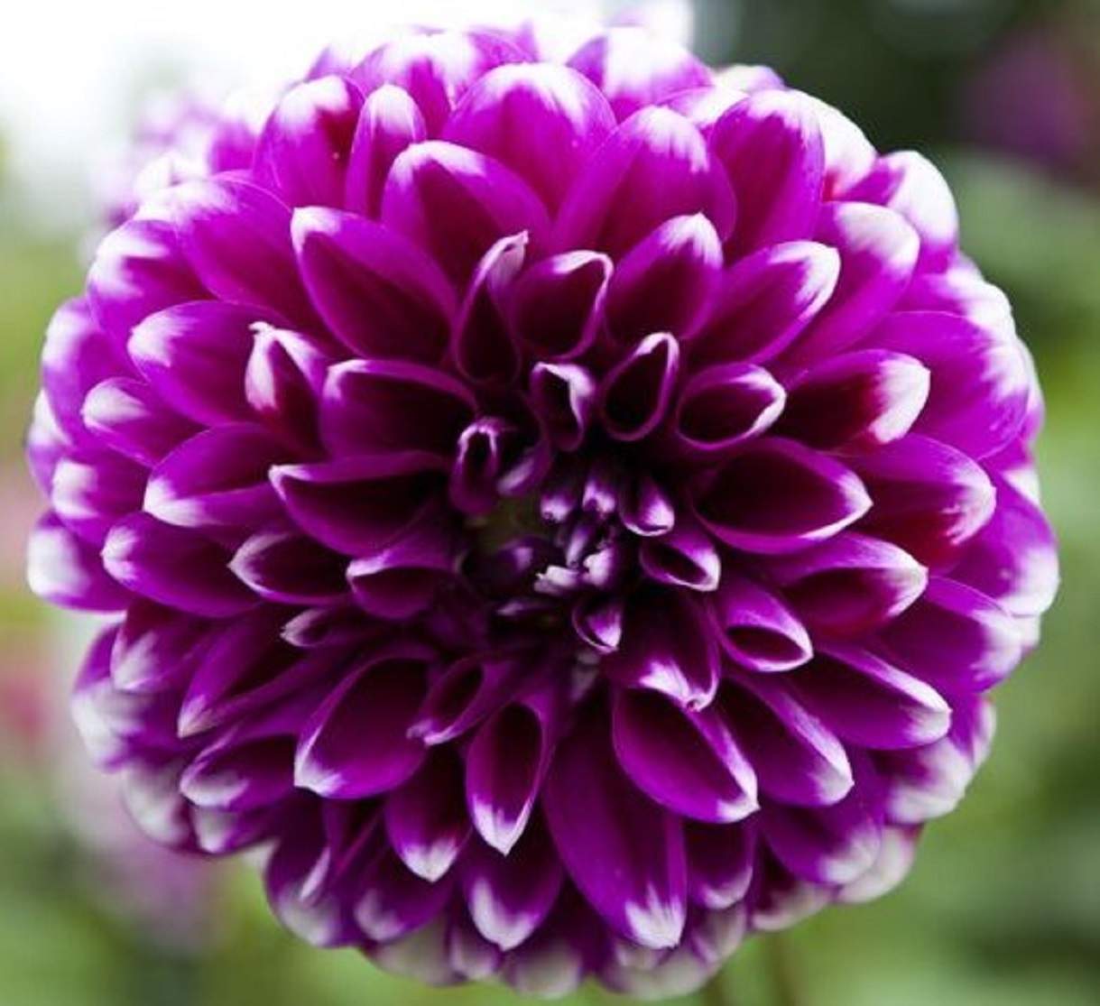 Solve Dahlia Flower Jigsaw Puzzle Online With 56 Pieces solve-dahlia-flower-jigsaw-puzzle-online-with-56-pieces