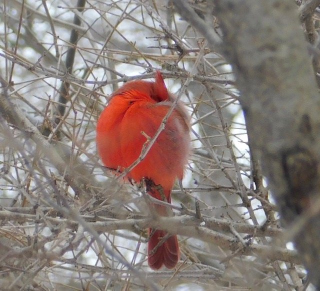 Solve Beautiful Cardinal sleeping jigsaw puzzle online with 42 pieces