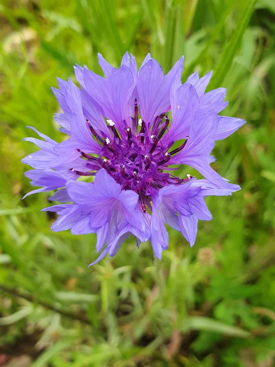 Solve Cornflower jigsaw puzzle online with 70 pieces