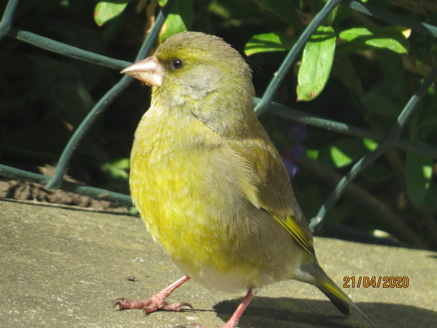 Solve The cooperative Green Finch jigsaw puzzle online with 88 pieces