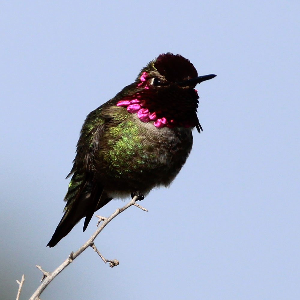 Hummingbird Ocean Solve Anna's Hummingbird Male, Robb Field, Ocean Beach (San Diego ...