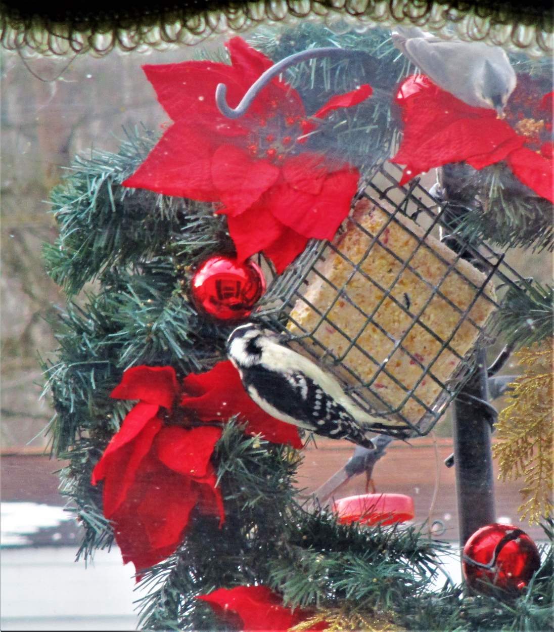 Solve CHRISTMAS WREATH TIT FEMALE DOWNY WOODPECKER SHE LIKE THE SUET I