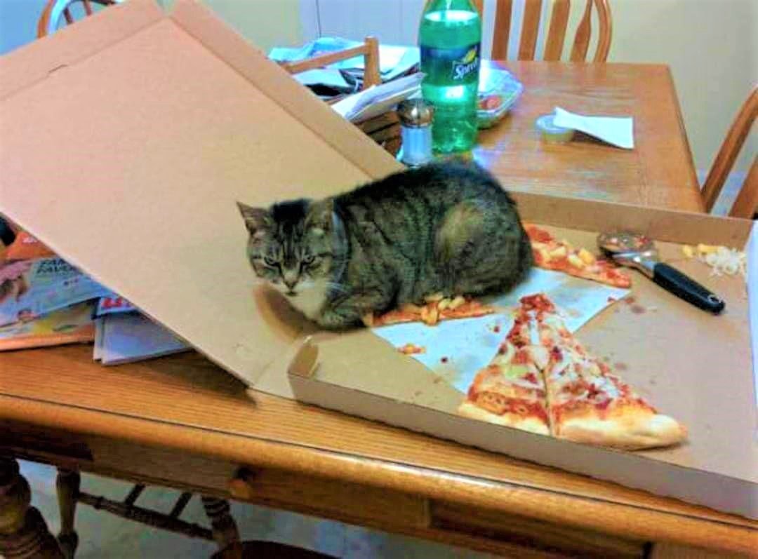 Solve Add a Caption! jigsaw puzzle online with 12 pieces