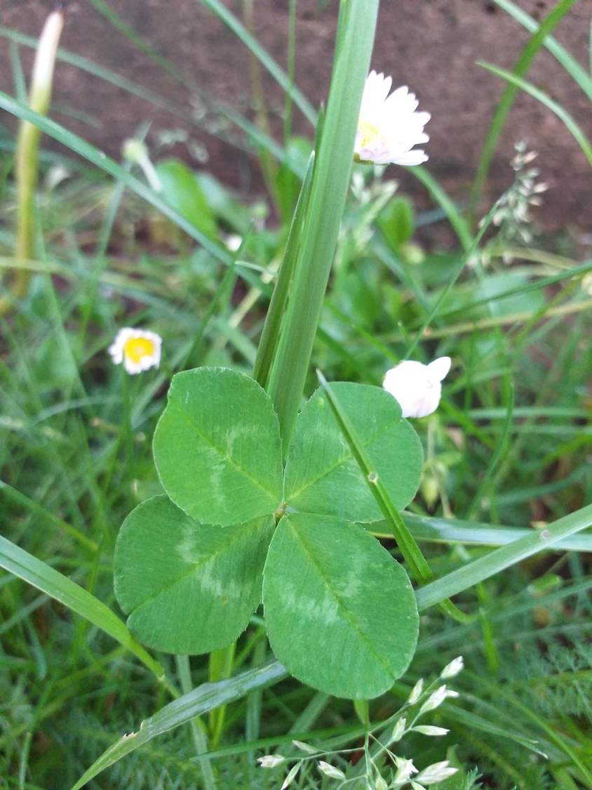 Solve Good luck! jigsaw puzzle online with 48 pieces