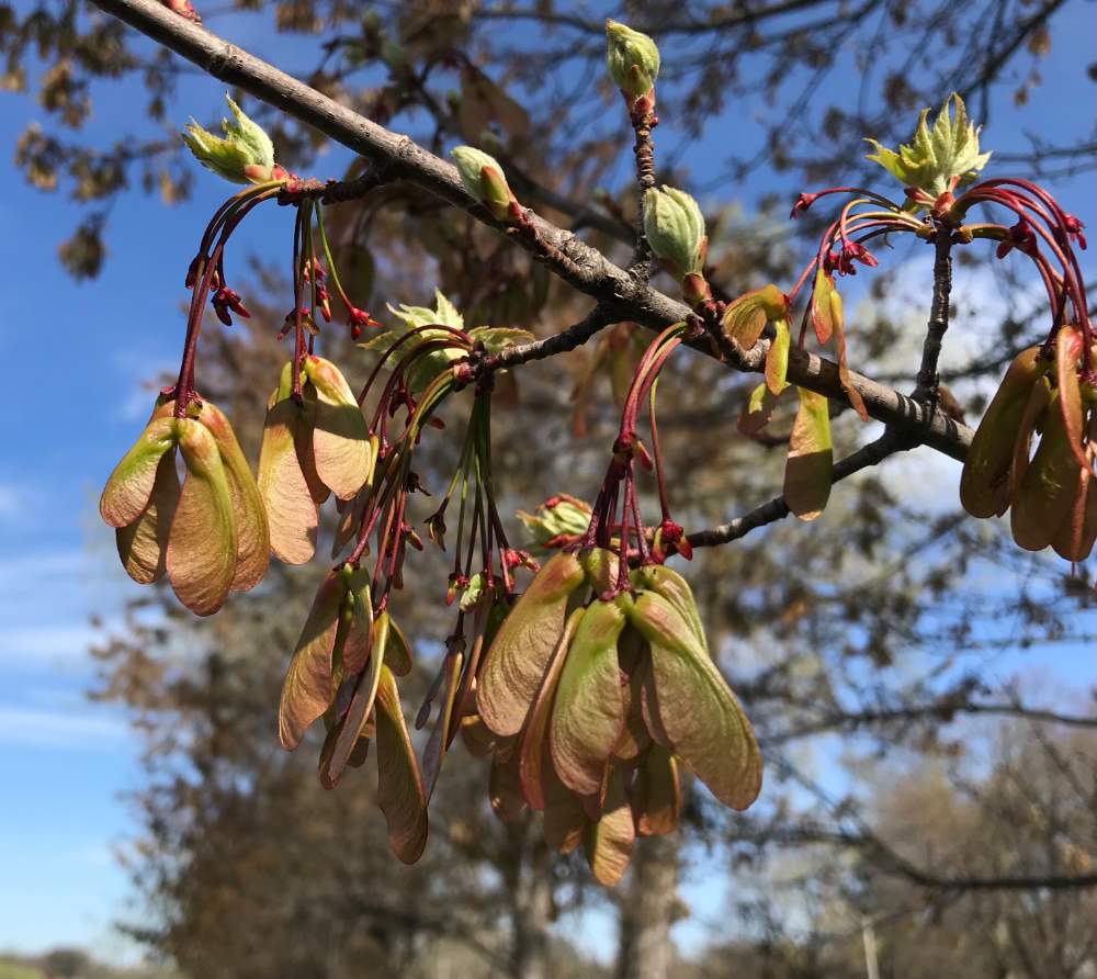 Solve Red Maple Helicopters Ready to Launch jigsaw puzzle online with 16 pieces