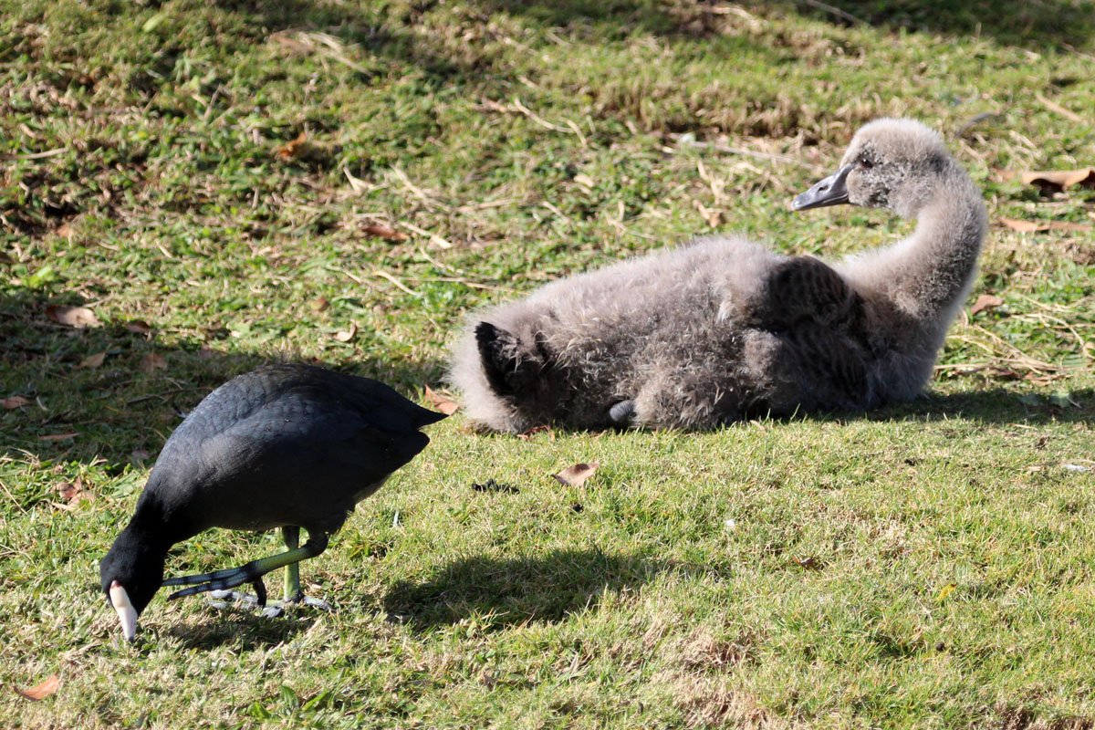 Solve Black Swan and American Coot, Lake San Marcos, San Marcos