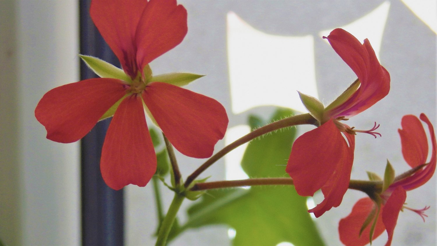 solve-pelarg-nie-geranium-jigsaw-puzzle-online-with-15-pieces