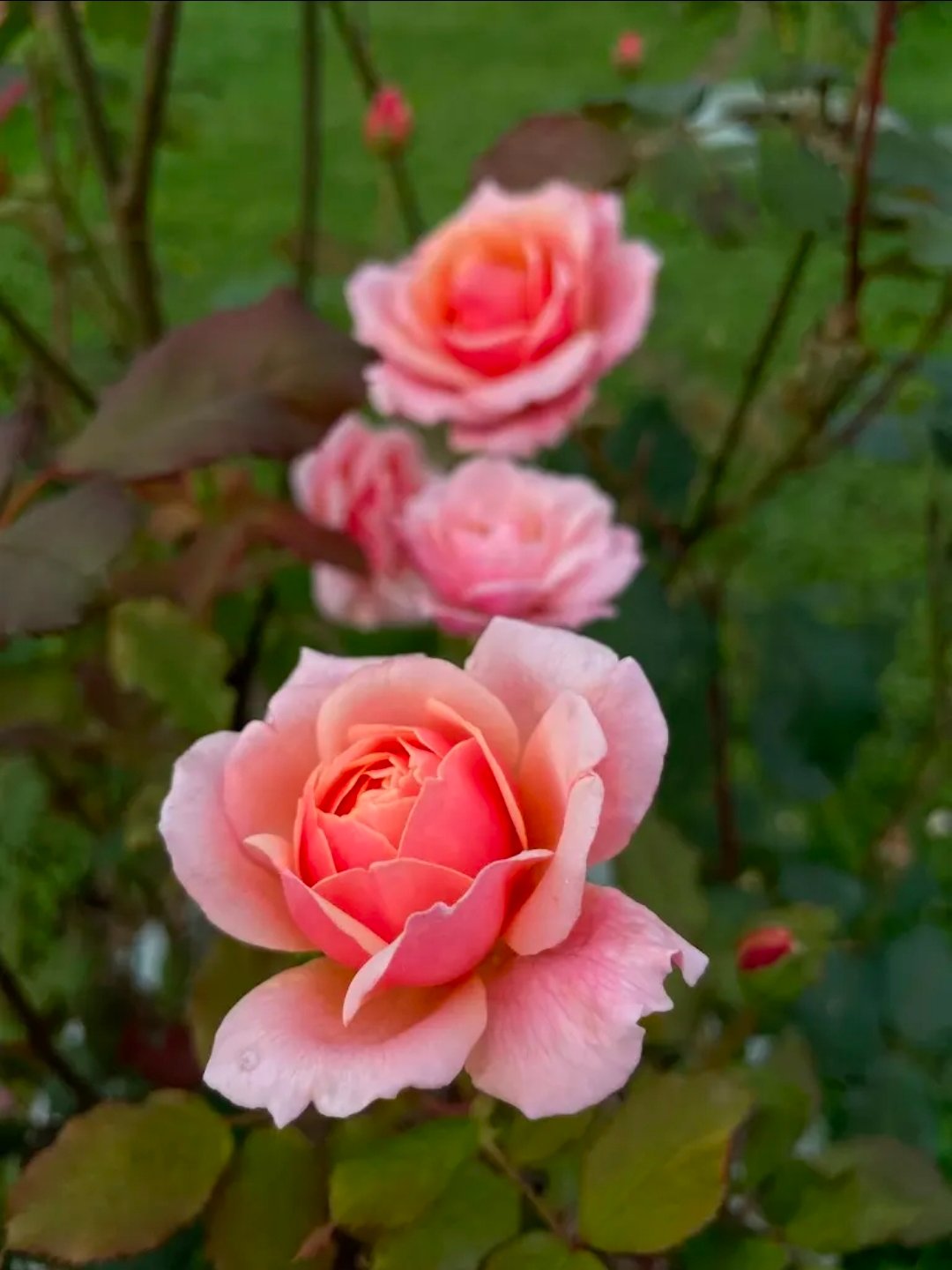 Solve Gruss An Aachen jigsaw puzzle online with 80 pieces