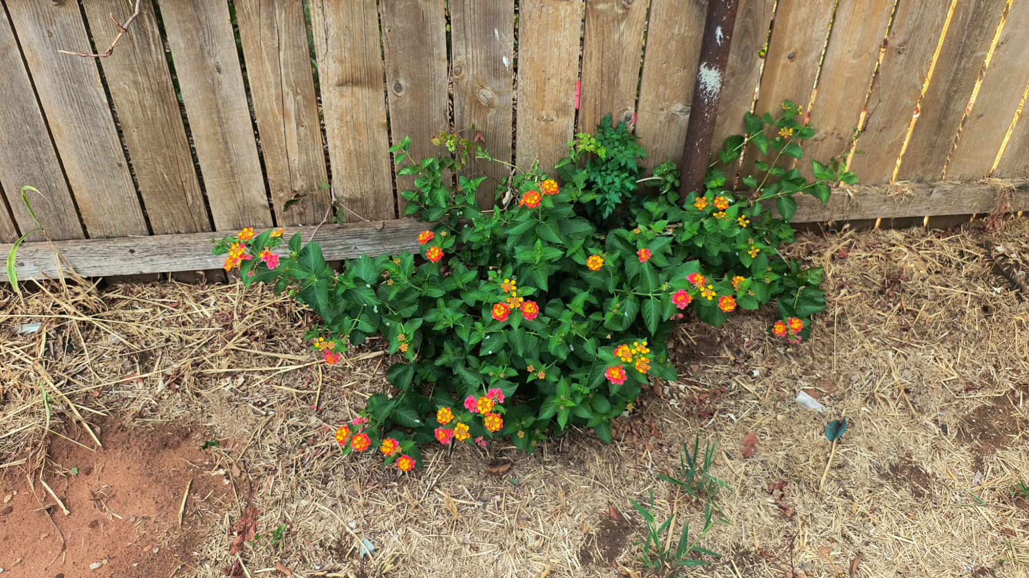 Jigsaw Puzzle 153 pieces Lovely flowers Jigidi