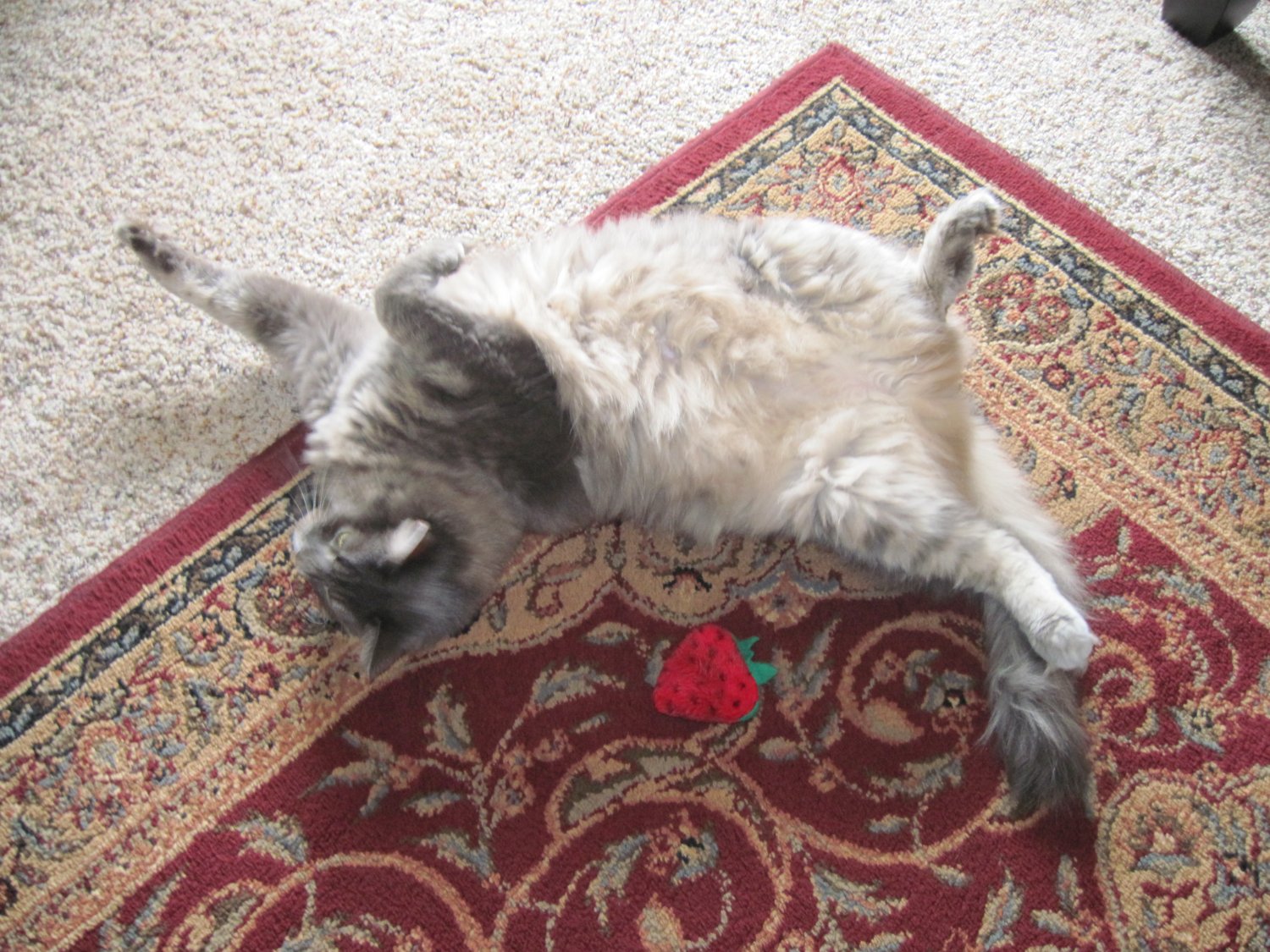 Solve Belly rub please...... jigsaw puzzle online with 12 pieces