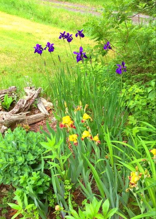 Solve Spring blooms in hillside garden. jigsaw puzzle online with 12 pieces