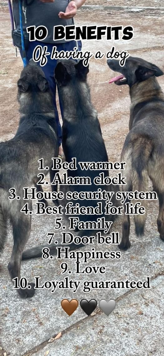 jigsaw-puzzle-36-pieces-10-benefits-of-having-a-dog-jigidi