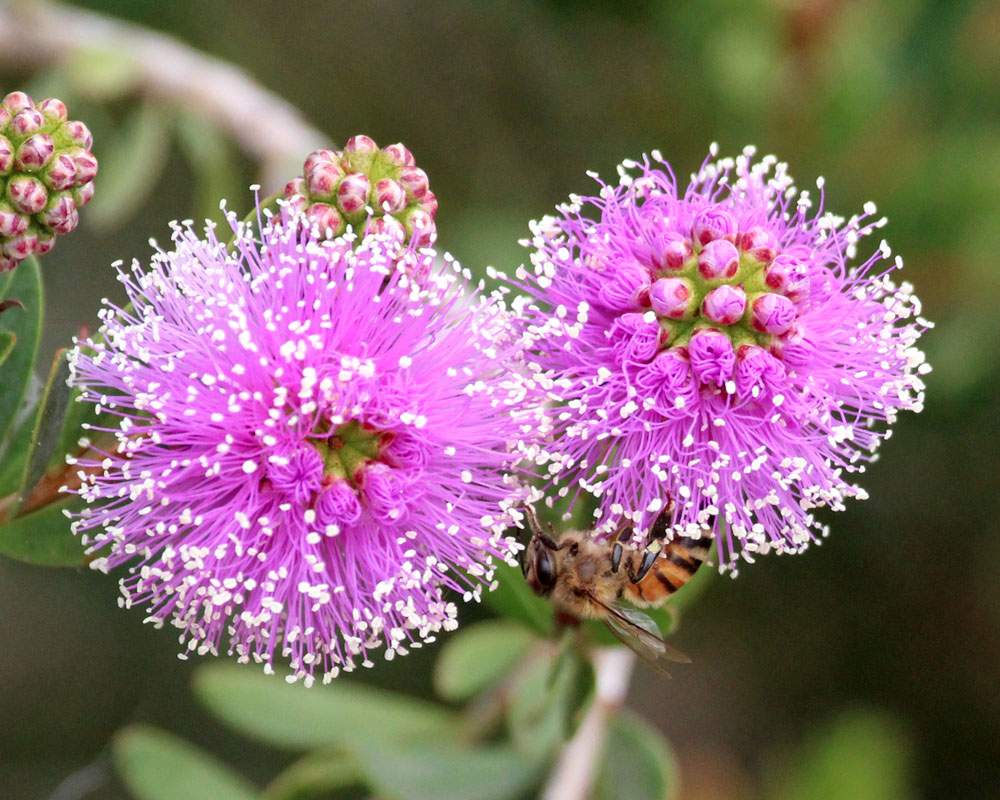 Solve Honeybee on Showy HoneyMyrtle Flowers, Grand Avenue Bridge, Del