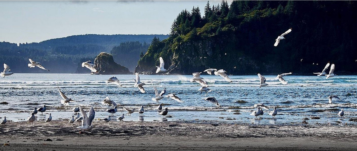 Solve Seagulls galore jigsaw puzzle online with 60 pieces