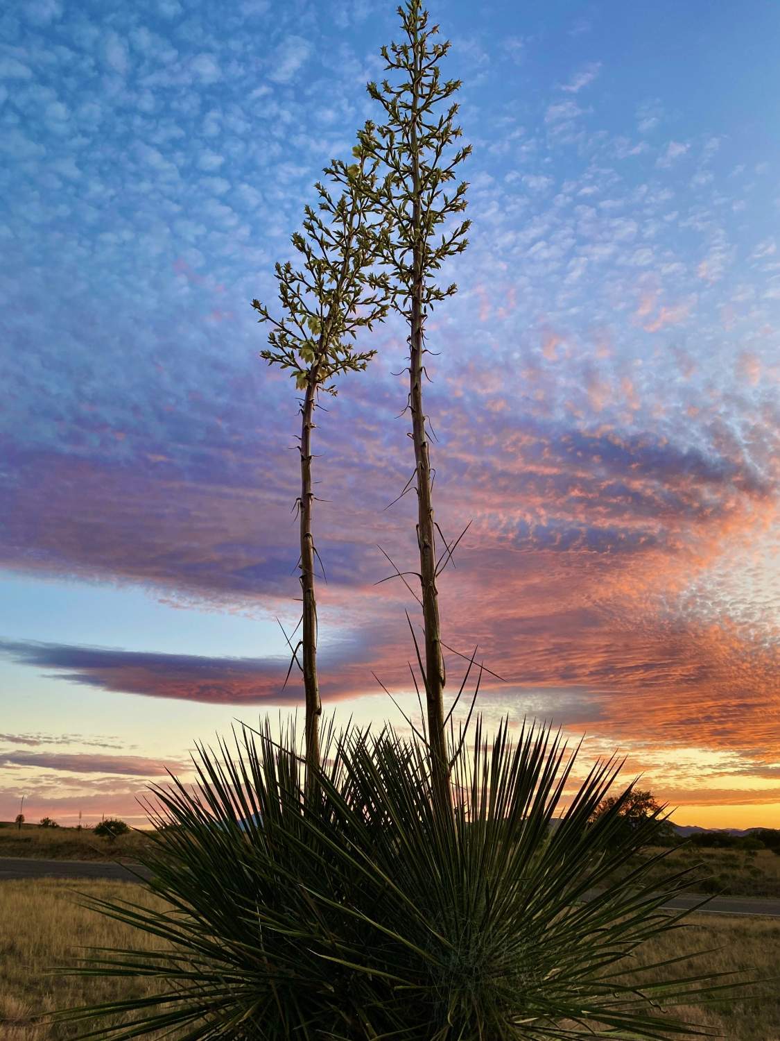 Solve Soaptree Yucca (Yucca elata), JSix Ranch, Cochise County