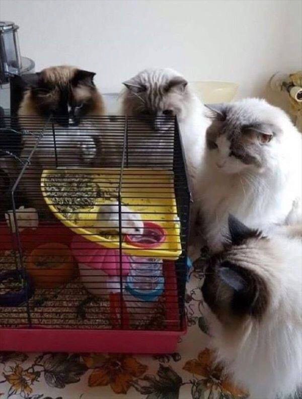 Solve Any captions for this? jigsaw puzzle online with 63 pieces