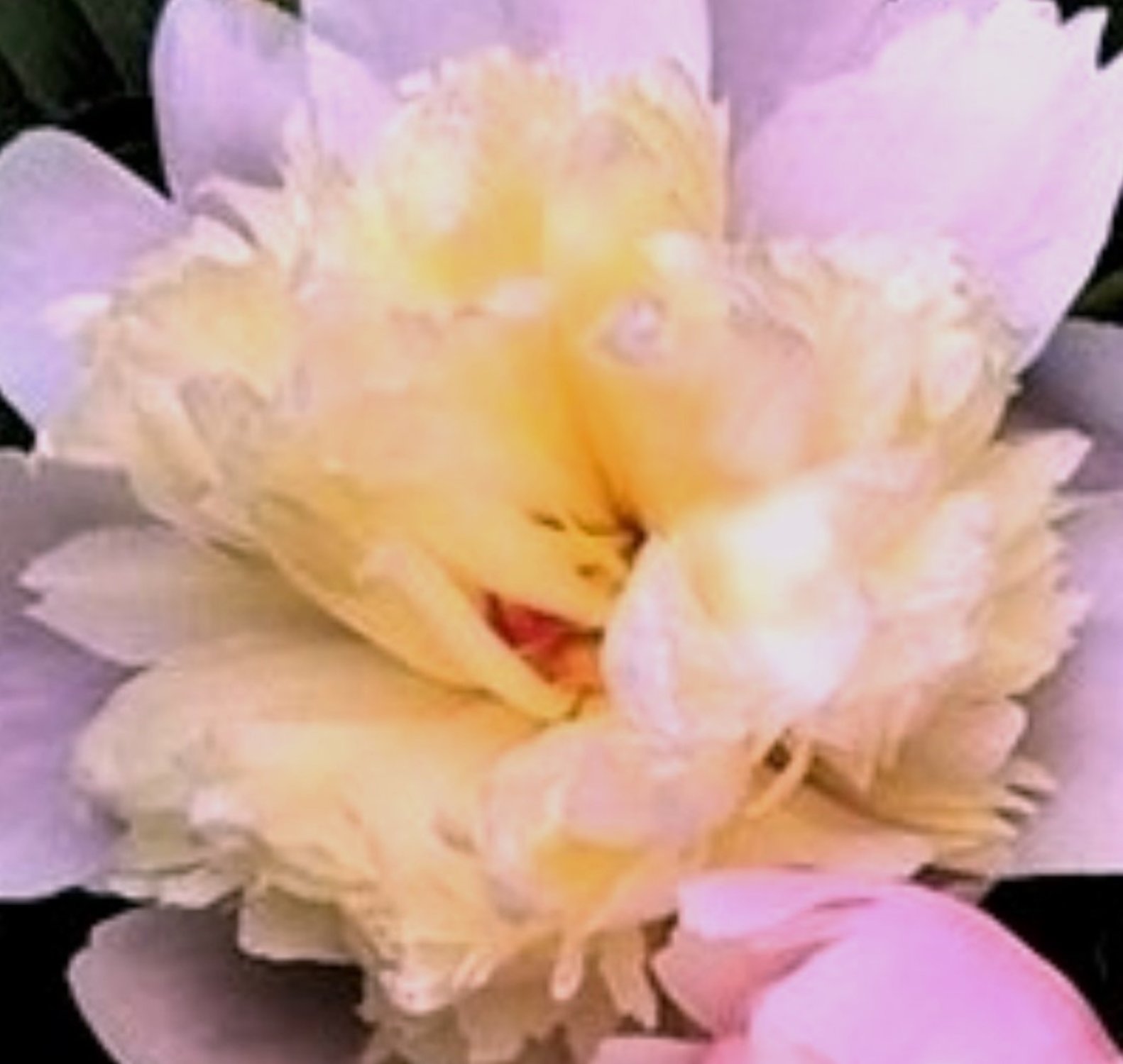 Solve Spring Memories Peony (medium) jigsaw puzzle online with 81 pieces