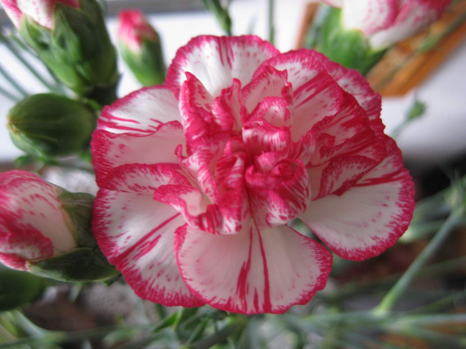 Solve Spray carnation (4) jigsaw puzzle online with 88 pieces