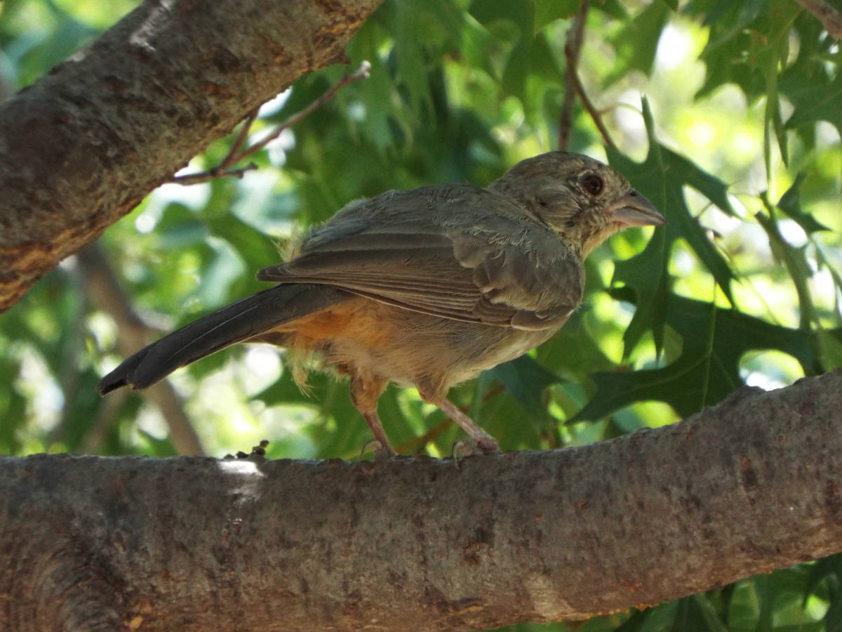 Solve San Angelo State Park Bird jigsaw puzzle online with 108 pieces