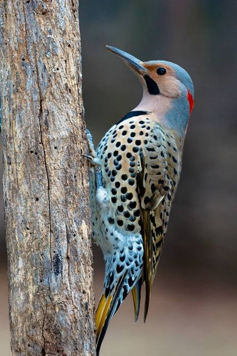 Solve 'northern flicker' aka 'yellowhammer' jigsaw puzzle online with
