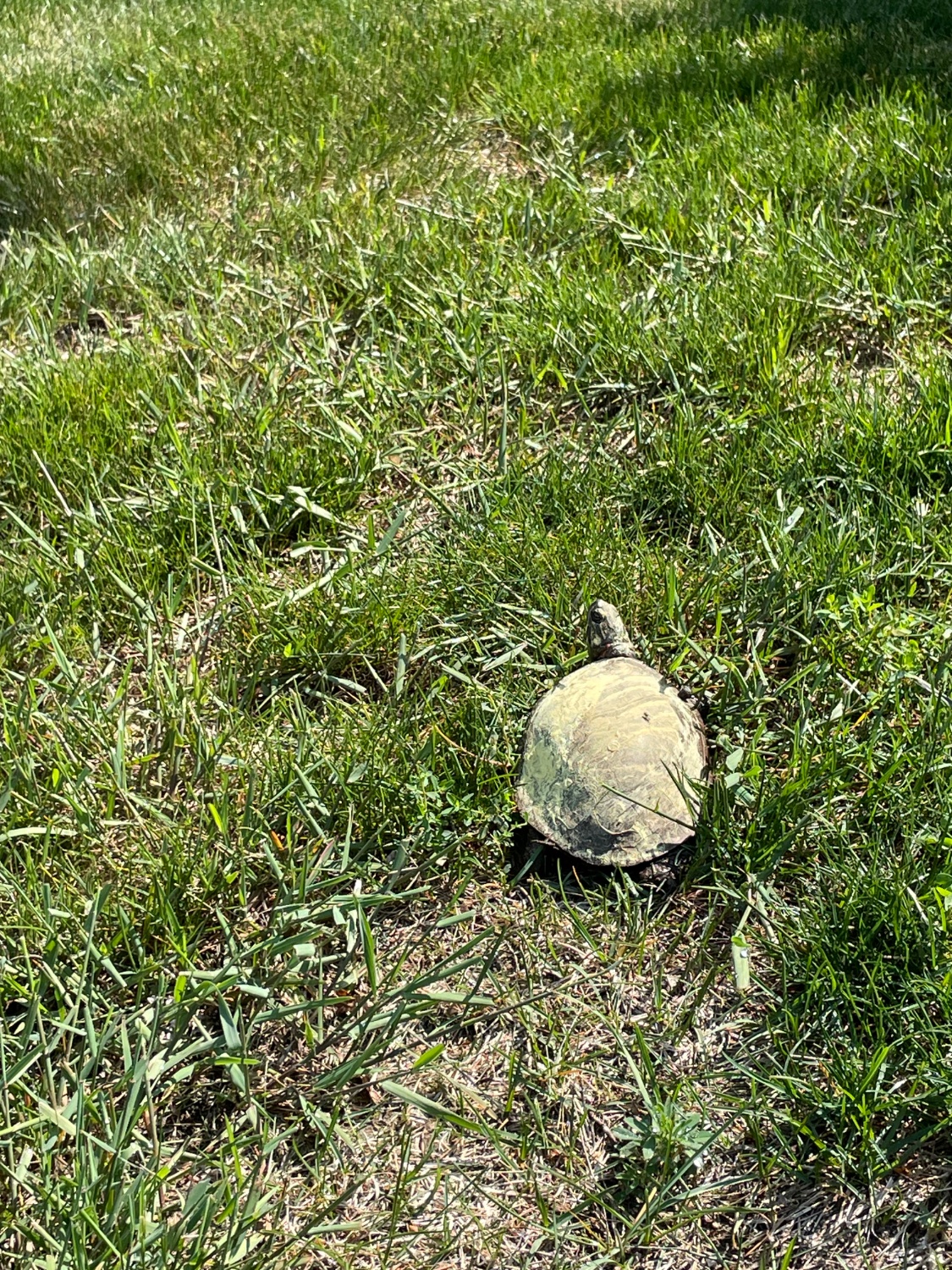 Jigsaw Puzzle | 88 pieces | Pollen covered turtle | Jigidi