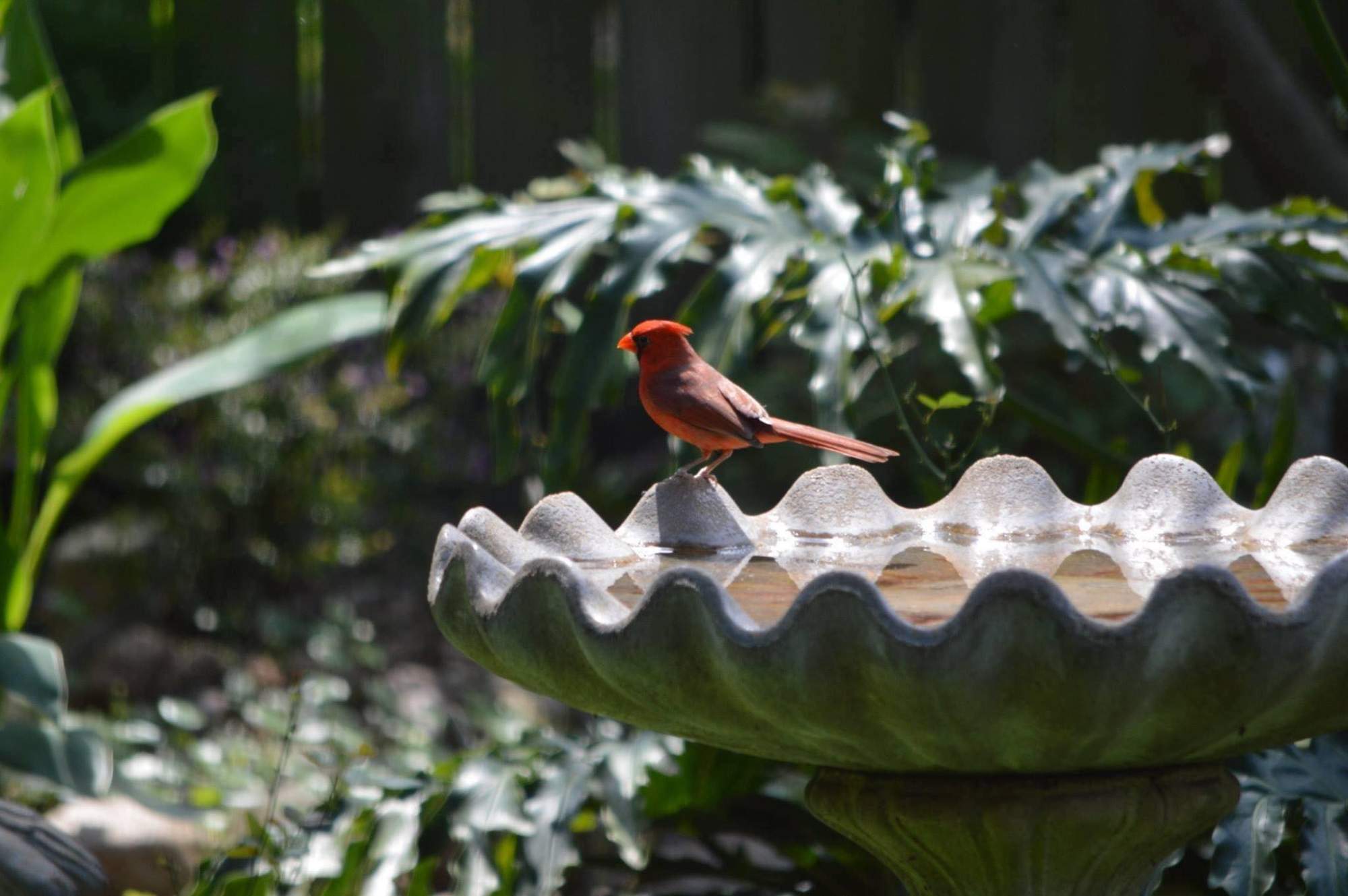 Solve cardinal on birdbath jigsaw puzzle online with 425 pieces