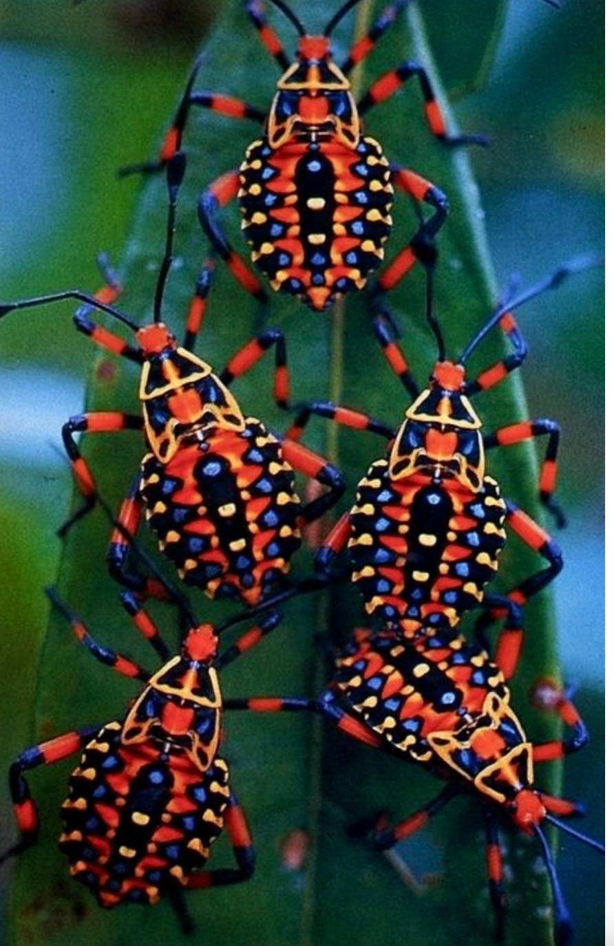 Solve Neat Bugs jigsaw puzzle online with 77 pieces