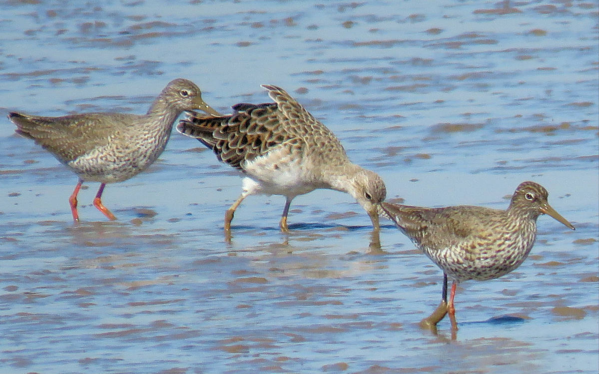 Solve ruff between two redshanks (kemphaan tussen tureluurs) jigsaw Solve ruff between two redshanks (kemphaan tussen tureluurs) jigsaw