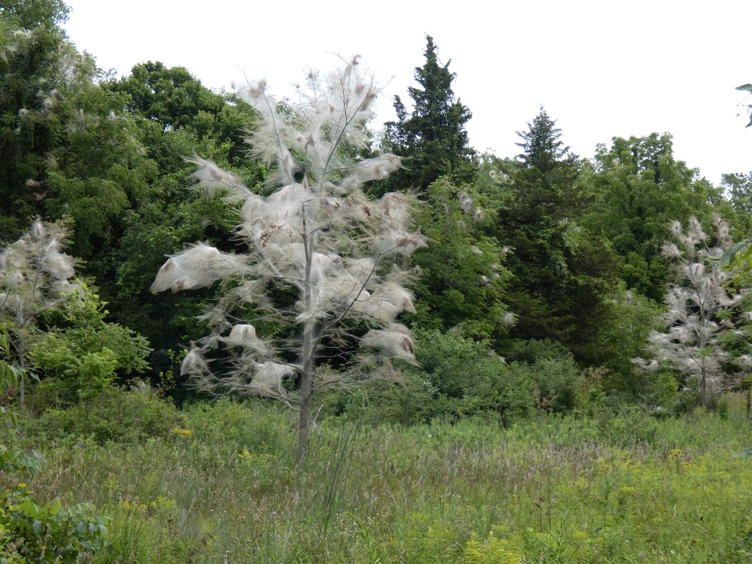 Solve Tent Trees jigsaw puzzle online with 63 pieces