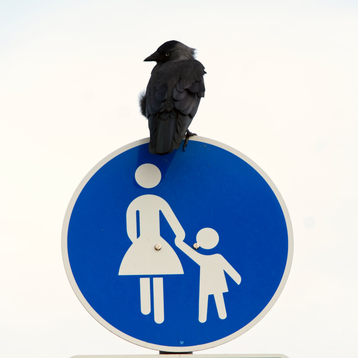 Solve Der Wächter jigsaw puzzle online with 121 pieces