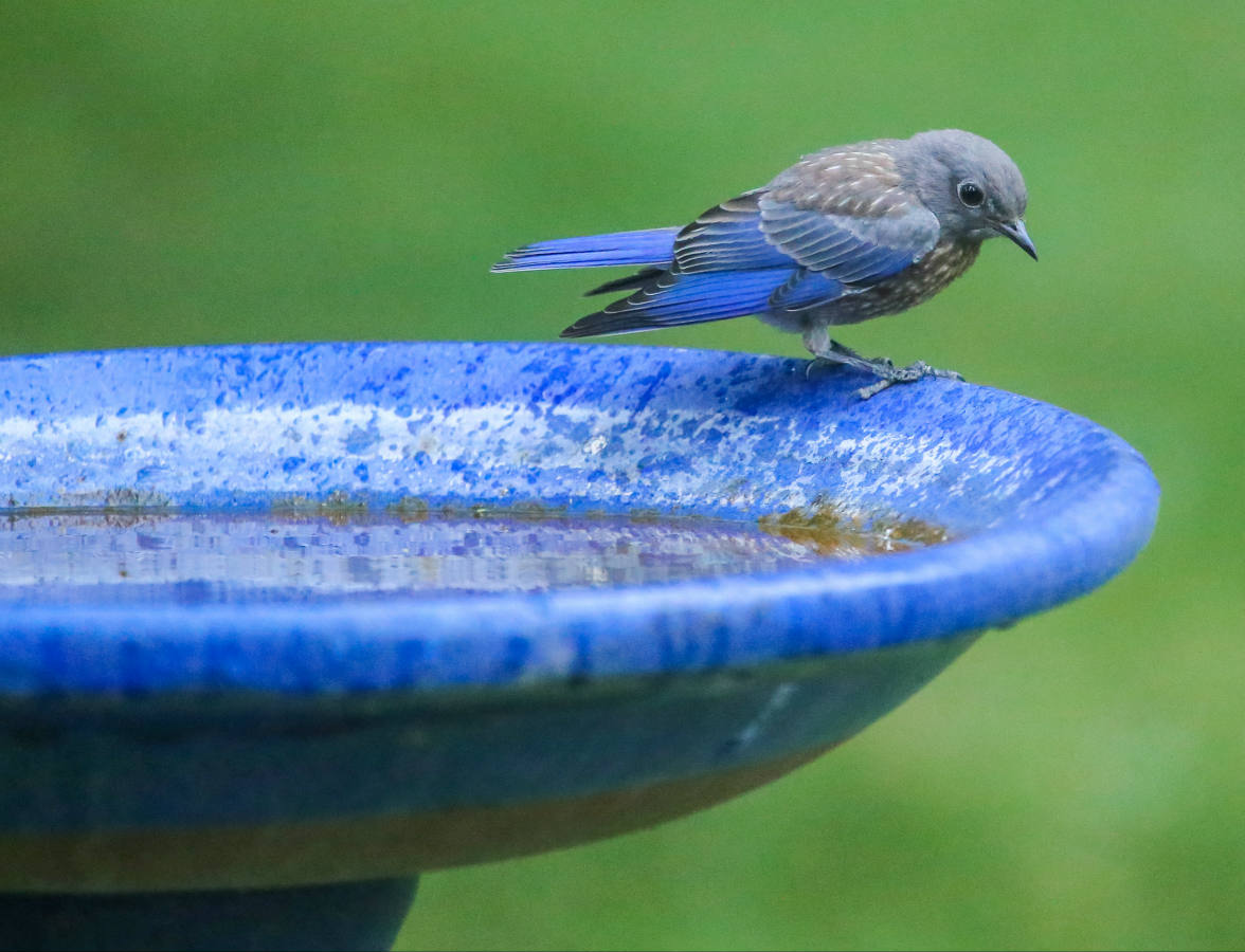 Solve BLUEBIRD ON OUR BIRDBATH jigsaw puzzle online with 80 pieces