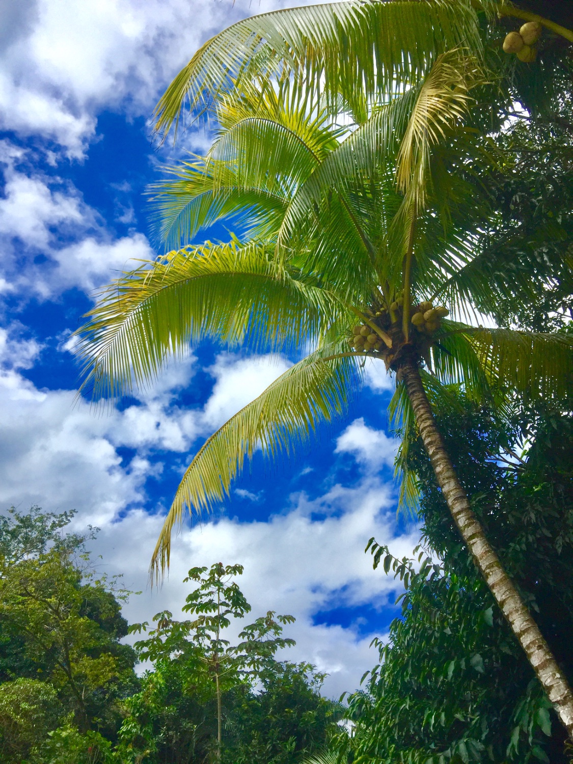 Solve Palm tree and blue sky. Utila, Honduras jigsaw puzzle online with 88 pieces